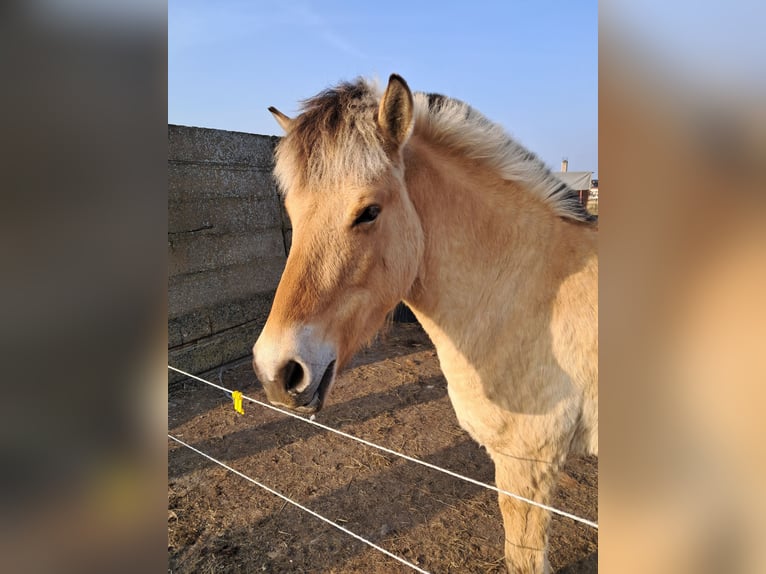 Fjord Ruin 3 Jaar 165 cm Palomino in Groß Wokern