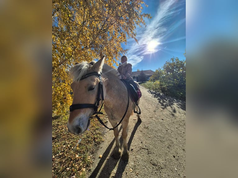 Fjord Ruin 4 Jaar 145 cm Lichtbruin in Győrzámoly