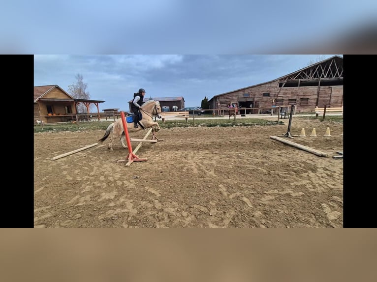 Fjord Ruin 4 Jaar 145 cm Lichtbruin in Győrzámoly
