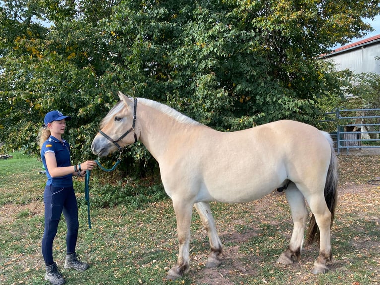 Fjord Ruin 4 Jaar 146 cm Falbe in Züsch