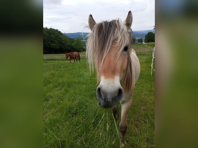 Fjord Ruin 4 Jaar 150 cm Falbe in Schlüchtern