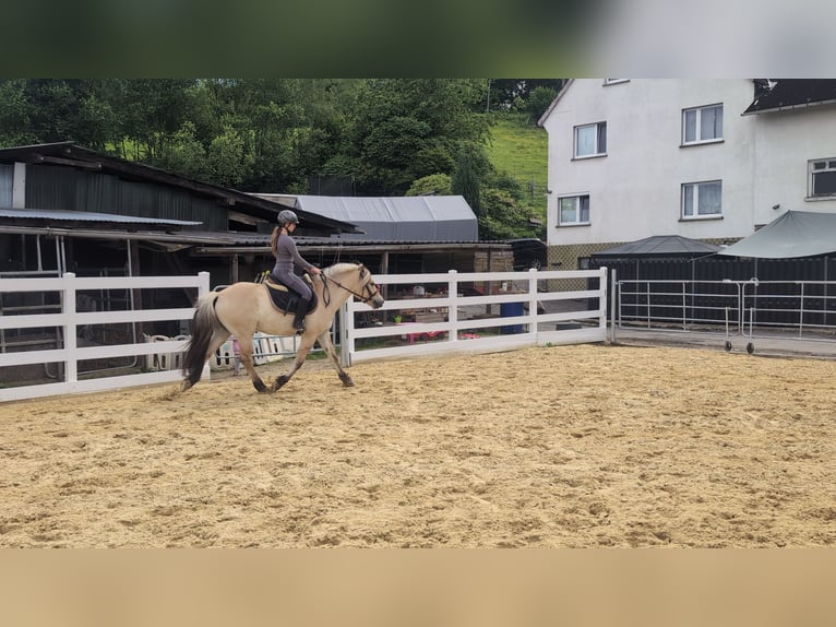 Fjord Ruin 4 Jaar 151 cm Falbe in Morsbach