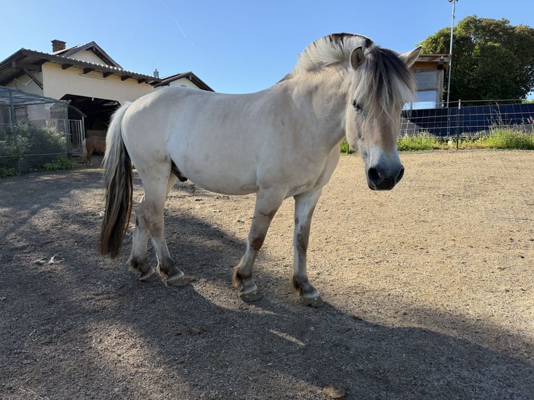 Fjord Ruin 4 Jaar 152 cm Falbe in Ebersberg