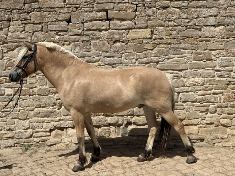 Fjord Ruin 5 Jaar 154 cm Falbe in Gerbstedt