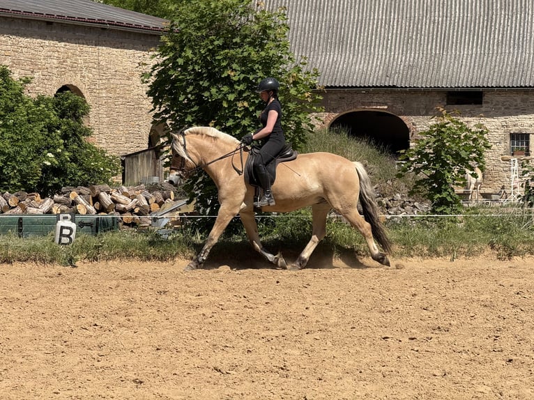Fjord Ruin 5 Jaar 155 cm Falbe in Gerbstedt