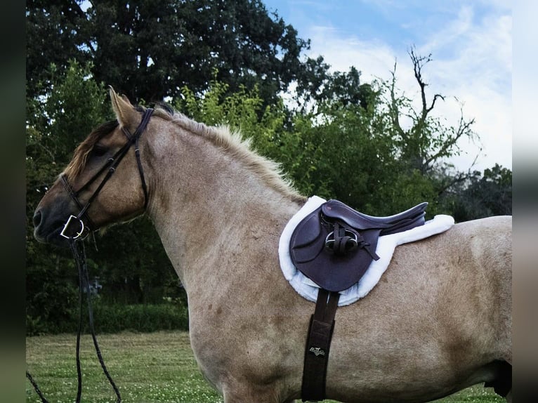 Fjord Mix Ruin 5 Jaar 160 cm Falbe in Battle Creek