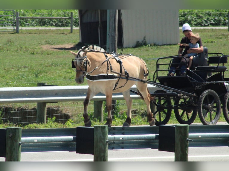 Fjord Ruin 6 Jaar Palomino in Millersburg
