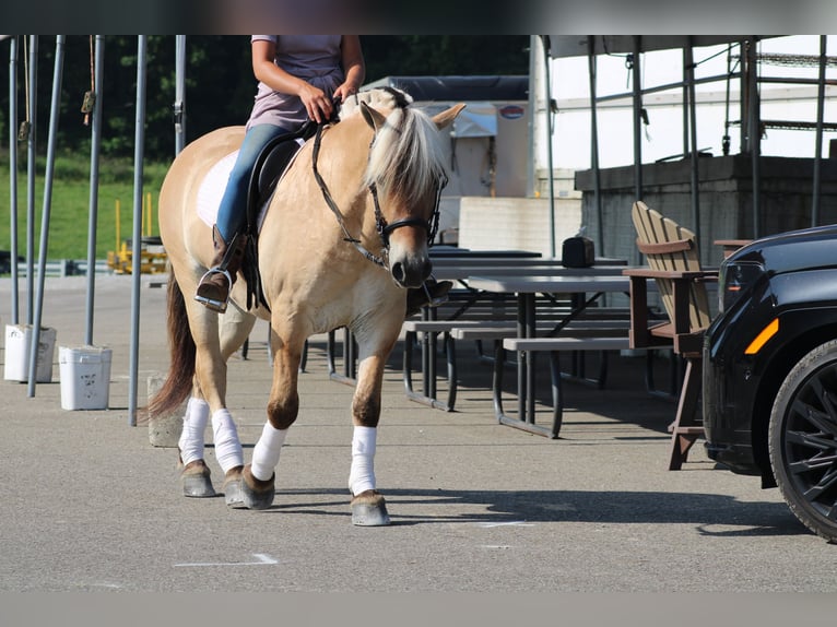 Fjord Ruin 6 Jaar Palomino in Millersburg