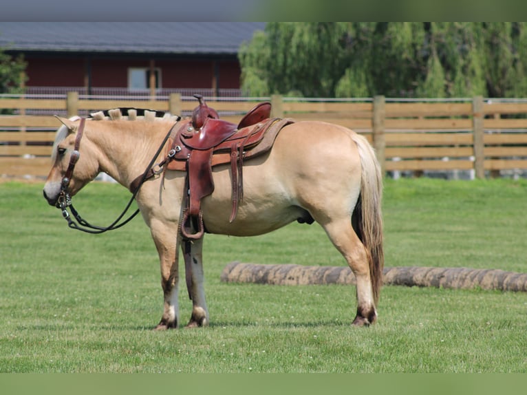 Fjord Ruin 6 Jaar Palomino in Millersburg