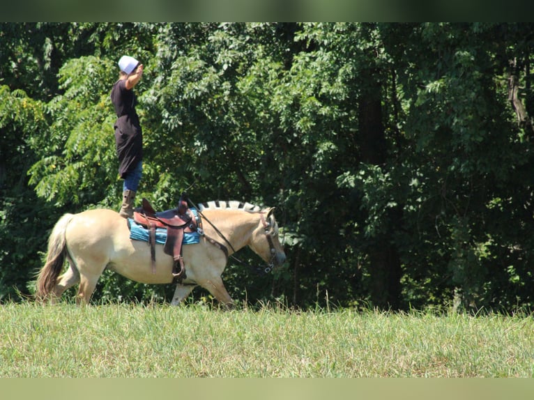 Fjord Ruin 6 Jaar Palomino in Millersburg