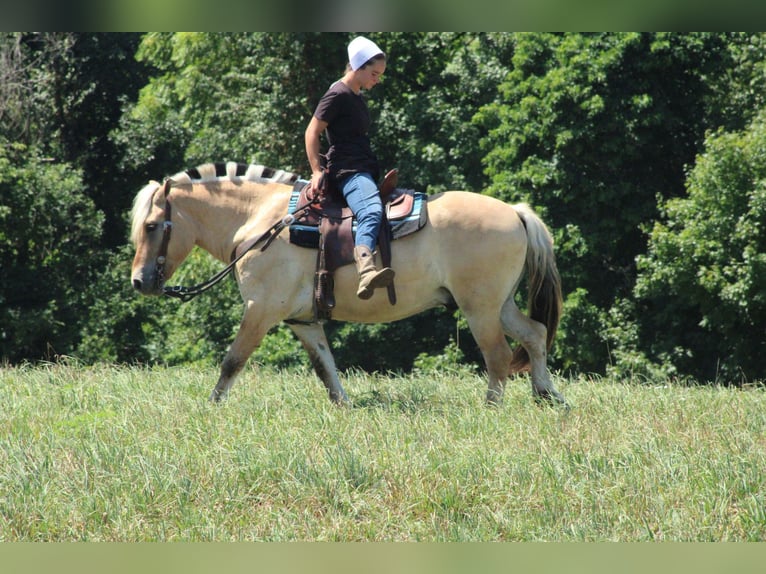 Fjord Ruin 6 Jaar Palomino in Millersburg