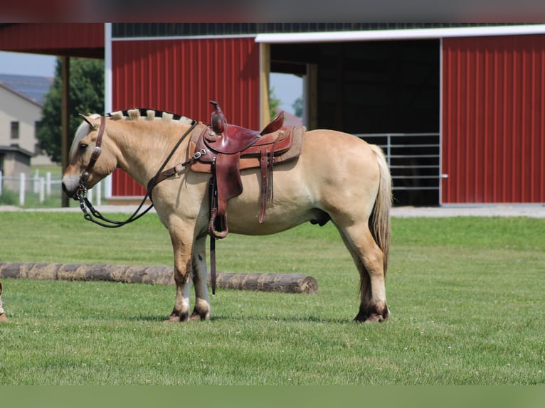 Fjord Ruin 6 Jaar Palomino in Millersburg