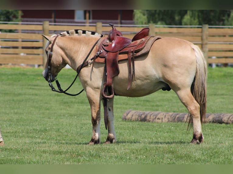 Fjord Ruin 6 Jaar Palomino in Millersburg