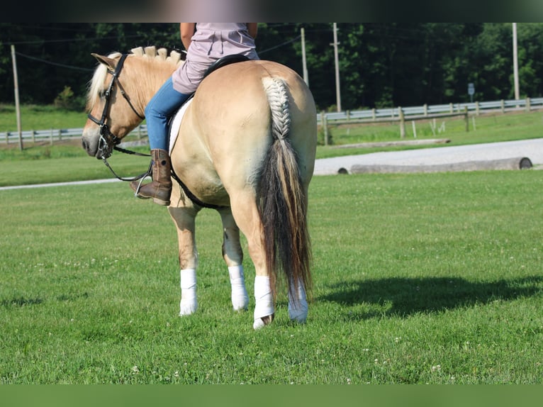 Fjord Ruin 6 Jaar Palomino in Millersburg