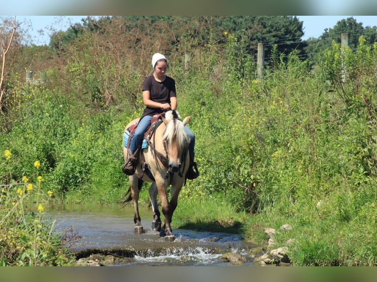 Fjord Ruin 6 Jaar Palomino in Millersburg