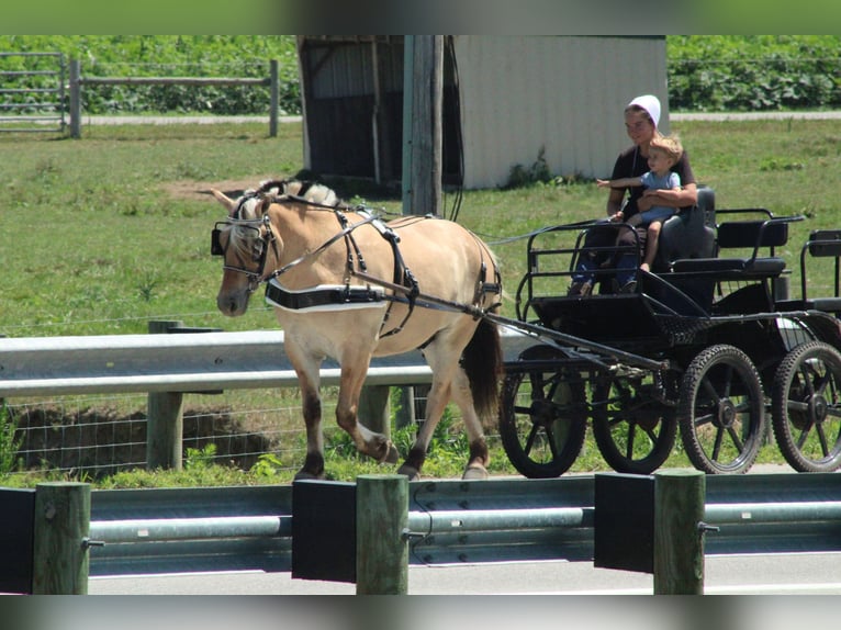 Fjord Ruin 6 Jaar Palomino in Millersburg