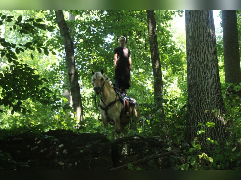 Fjord Ruin 6 Jaar Palomino in Millersburg