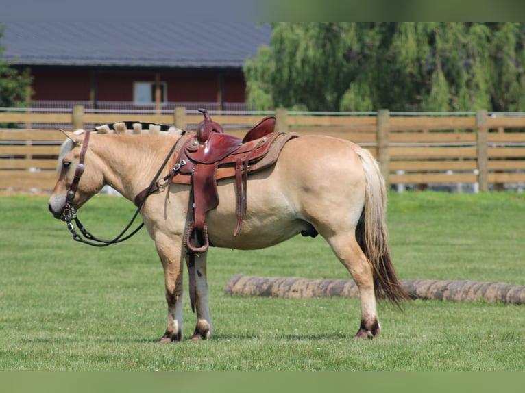 Fjord Ruin 6 Jaar Palomino in Millersburg