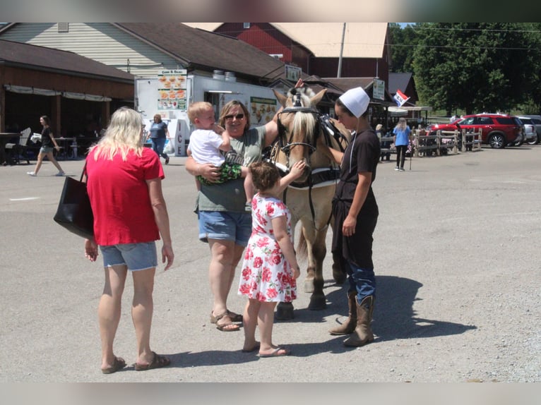 Fjord Ruin 6 Jaar Palomino in Millersburg