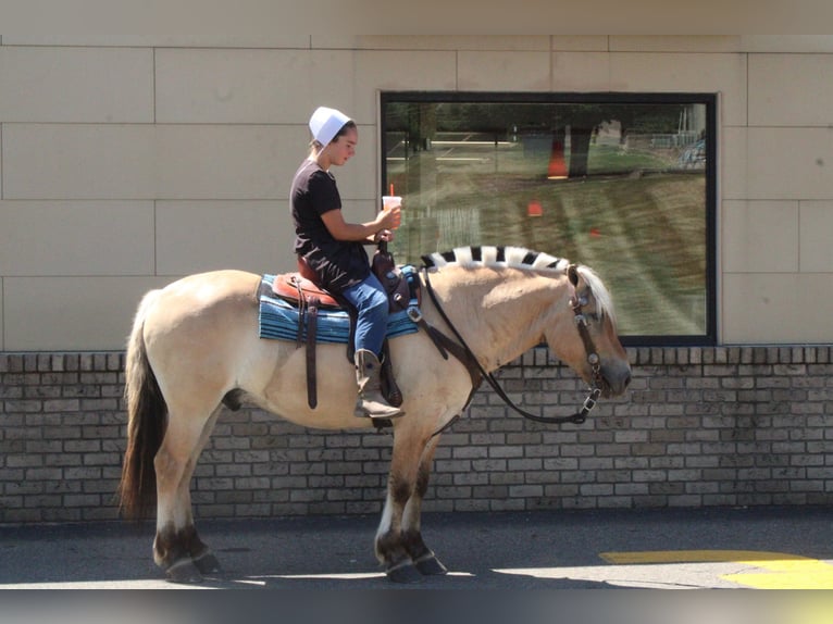 Fjord Ruin 6 Jaar Palomino in Millersburg