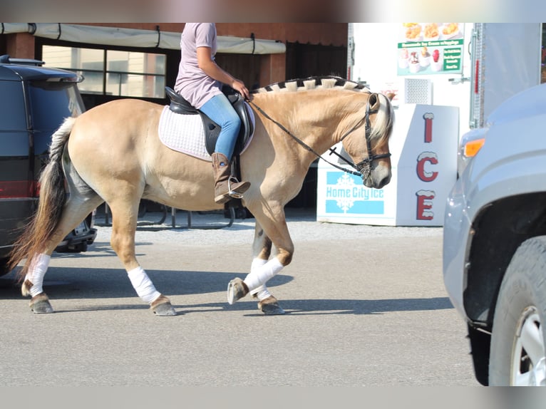 Fjord Ruin 6 Jaar Palomino in Millersburg