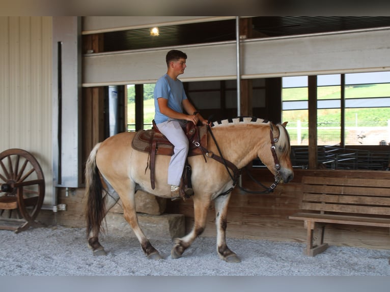 Fjord Ruin 6 Jaar Palomino in Millersburg