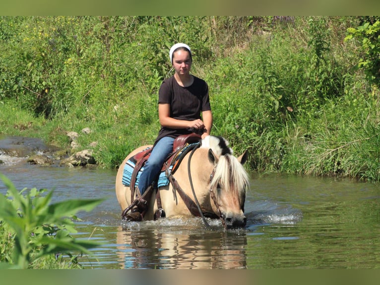 Fjord Ruin 6 Jaar Palomino in Millersburg