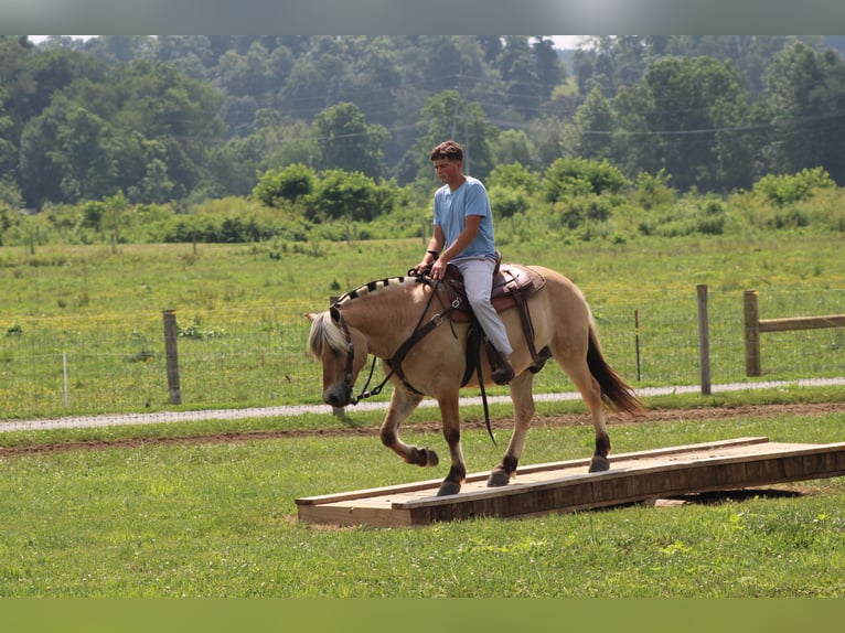 Fjord Ruin 6 Jaar Palomino in Millersburg
