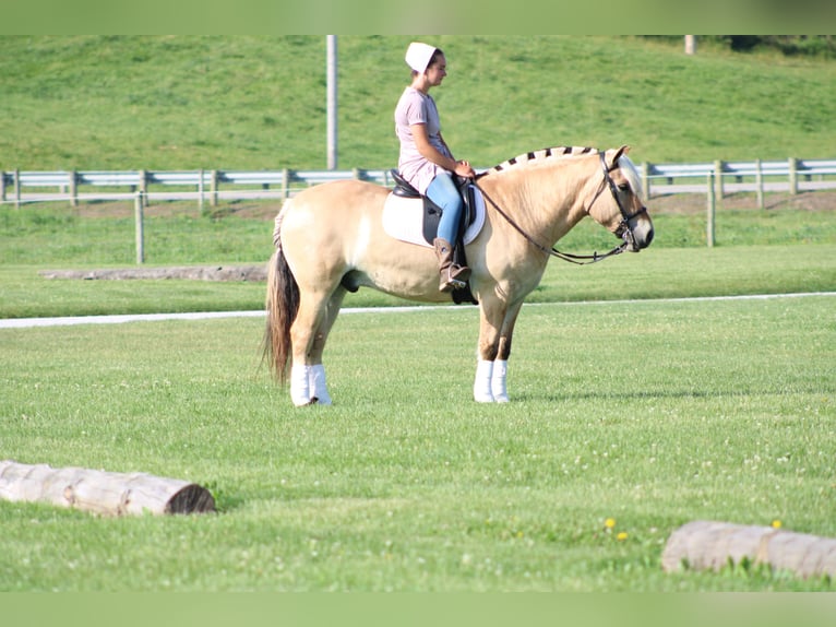 Fjord Ruin 6 Jaar Palomino in Millersburg