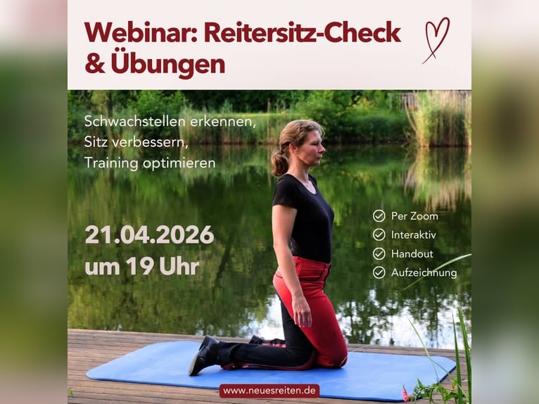 Fjord Ruin 7 Jaar 140 cm  in Renchen