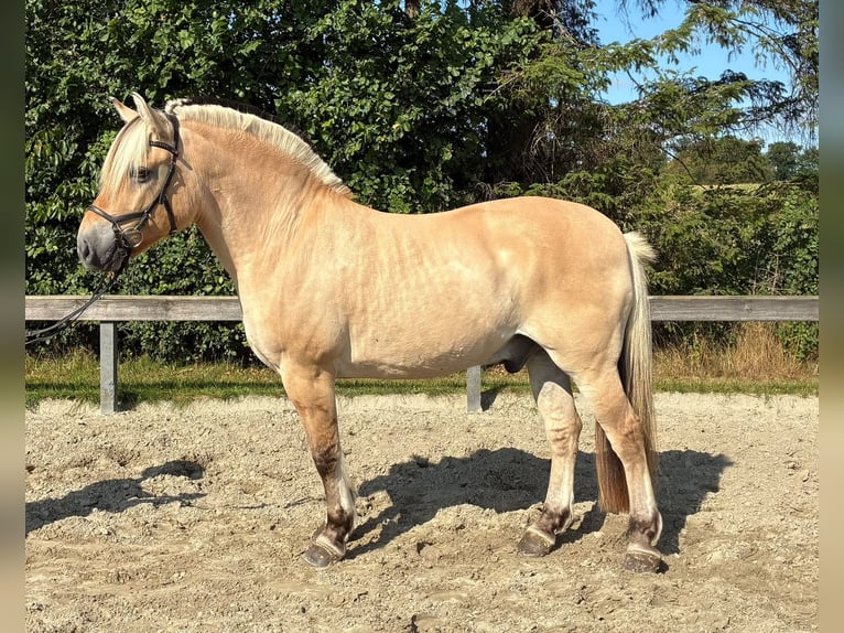 Fjord Ruin 7 Jaar 152 cm Falbe in Süderlügum