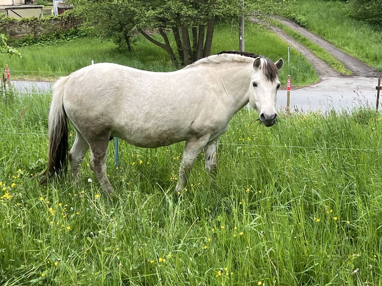 Fjord Ruin 8 Jaar 140 cm Wit in Neustadt in Sachsen