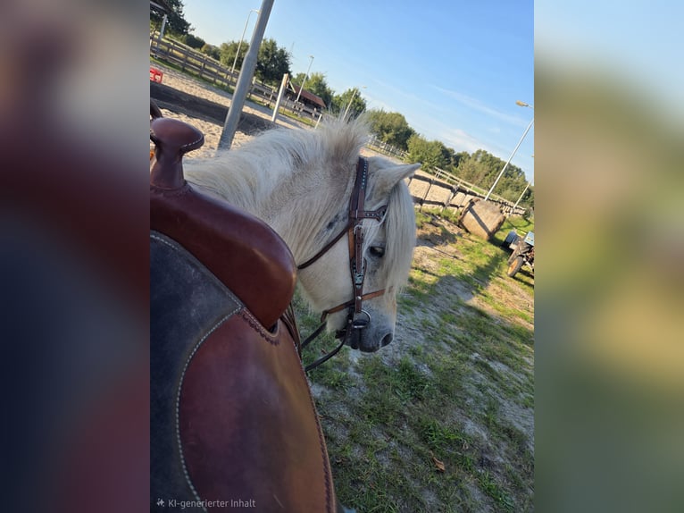 Fjord Ruin 9 Jaar 140 cm Falbe in Westoverledingen