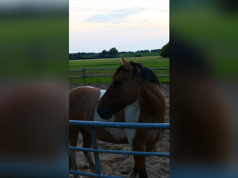 Fjord Mix Ruin 9 Jaar 152 cm Gevlekt-paard in Düsseldorf