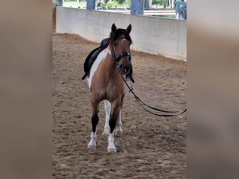 Fjord Mix Ruin 9 Jaar 152 cm Gevlekt-paard in Düsseldorf