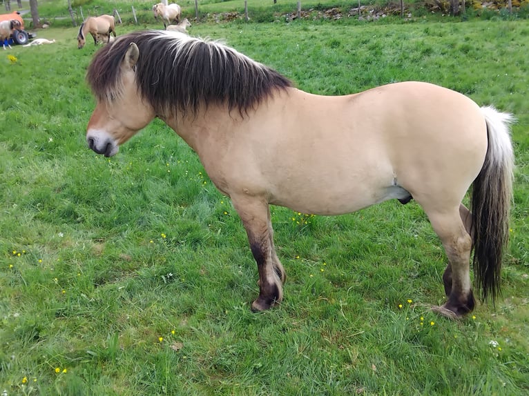 Fjord Stallone 10 Anni 130 cm Falbo in La Fage-Saint-Julien