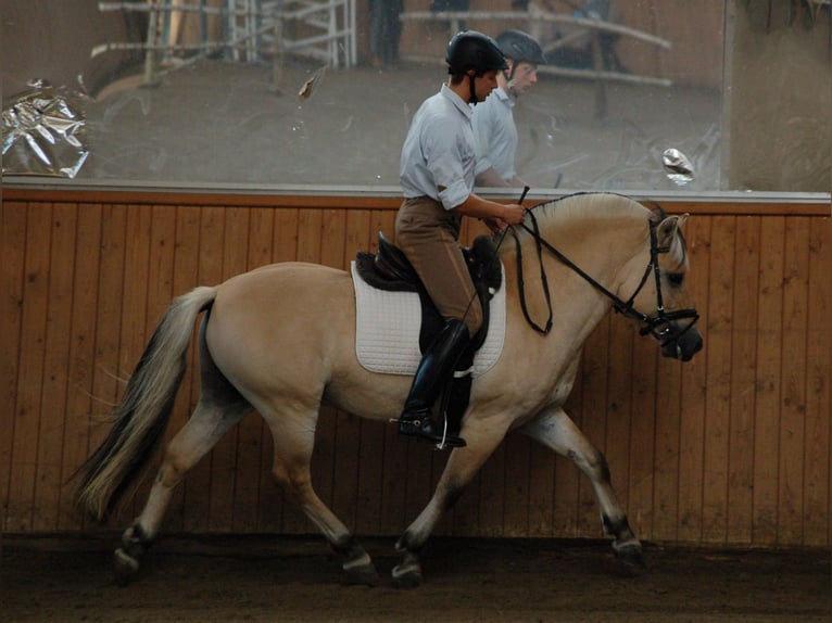Fjord Stallone 13 Anni 145 cm Falbo in Liebstadt