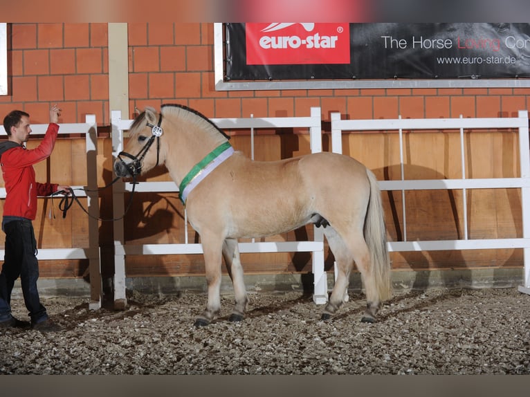 Fjord Stallone 13 Anni 145 cm Falbo in Liebstadt