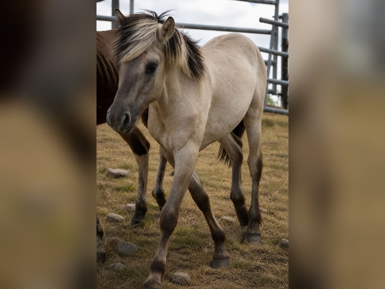 Fjord Stallone 1 Anno 125 cm Grigio in cambrai