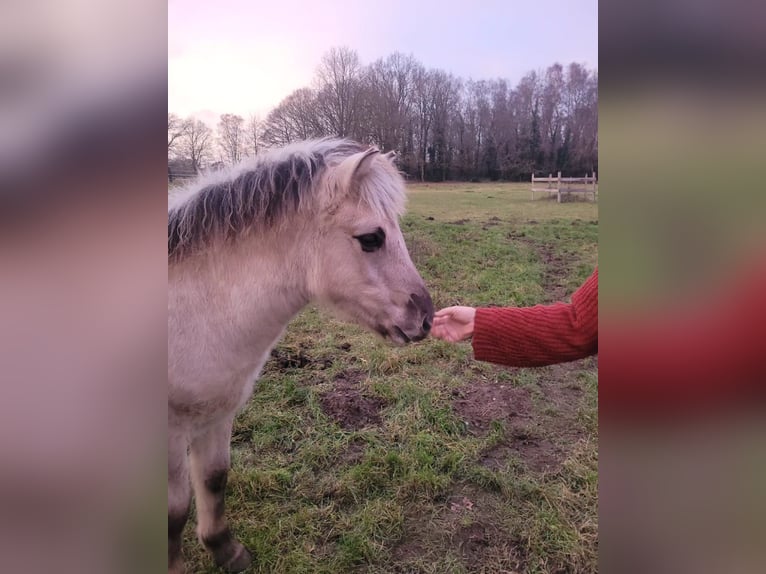 Fjord Stallone 1 Anno 145 cm Falbo in Klein Pampau