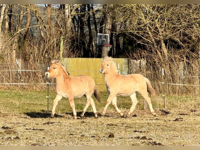 Fjord Stallone 1 Anno 146 cm Falbo in Plaue