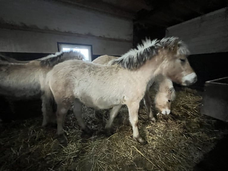 Fjord Stallone 1 Anno 148 cm Falbo in Oud Ootmarsum