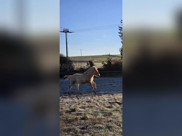 Fjord Stallone 1 Anno 149 cm Falbo in Stipshausen