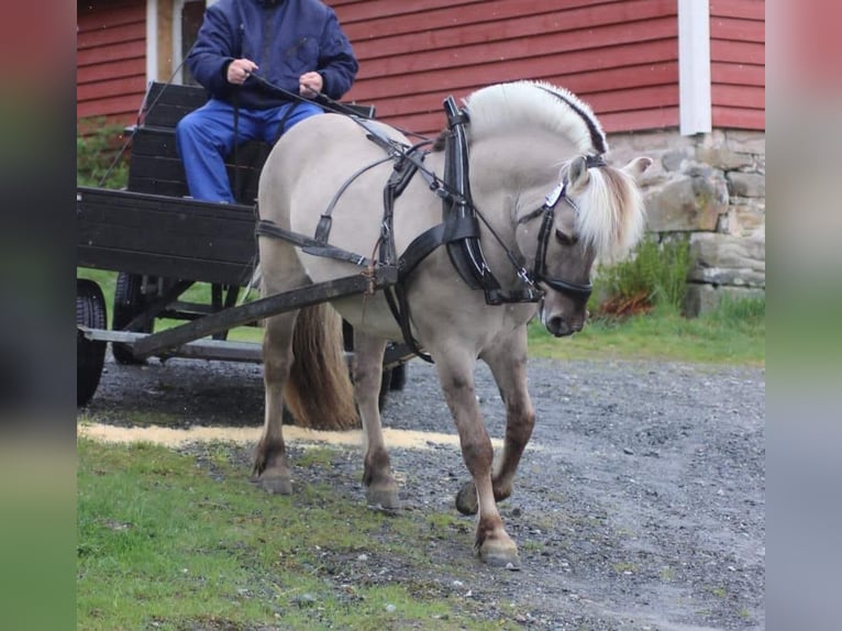 Fjord Stallone 1 Anno in Hohne