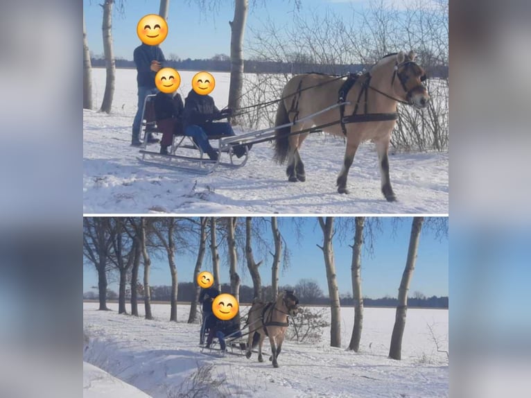 Fjord Stallone 1 Anno in Hohne