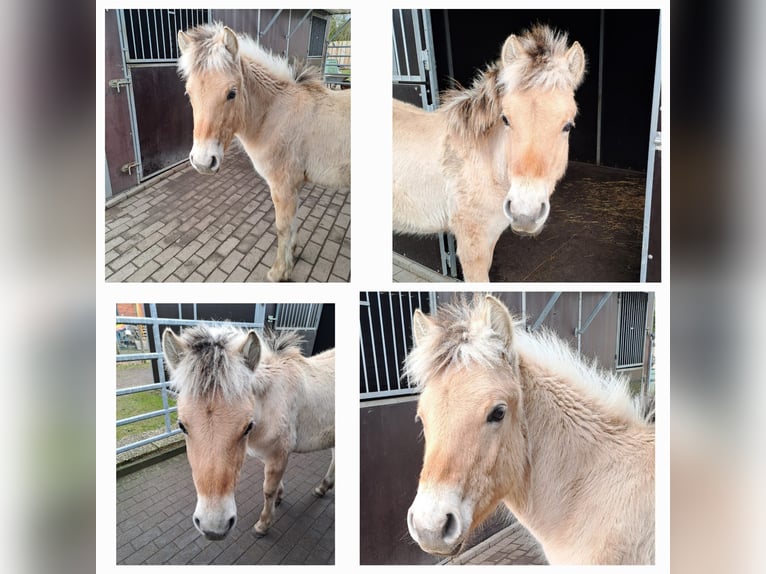 Fjord Stallone 1 Anno in Hohne