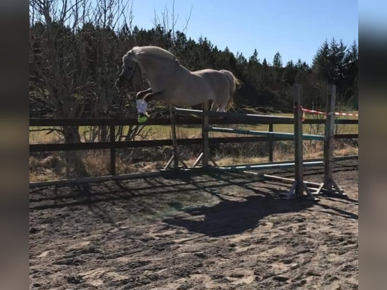 Fjord Stallone 1 Anno in Hohne