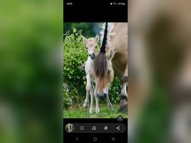 Fjord Stallone 1 Anno Falbo in Flethsee