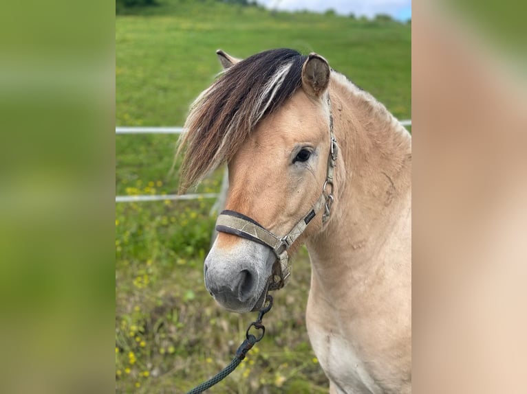Fjord Stallone 2 Anni 138 cm in Elsfjord