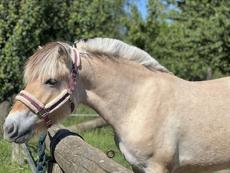 Fjord Stallone 2 Anni 147 cm Falbo in Bonn